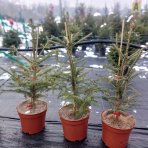 Smrek obyčajný (Picea abies) - výška 80-100 cm, kont. C5L